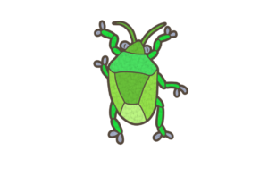 カメムシのイラスト