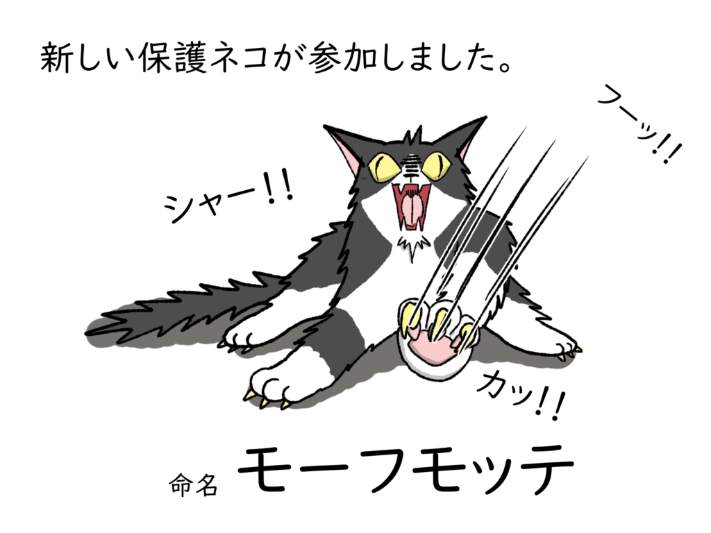 どうぶつ出版社の保護ネコ「モーフモッテ」