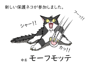 どうぶつ出版社の保護ネコ「モーフモッテ」