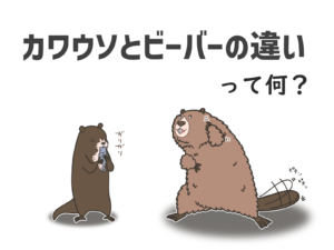 カワウソとビーバーの違い