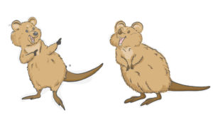 クォッカのイラスト