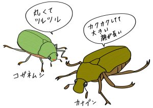 カナブン コガネムシ 違い