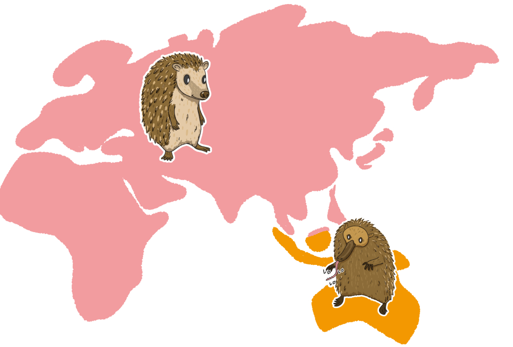 ハリネズミとハリモグラの分布の違い