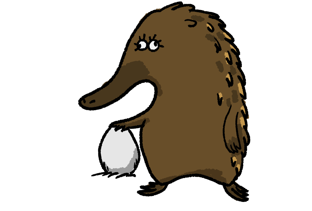 ハリモグラはタマゴを生む