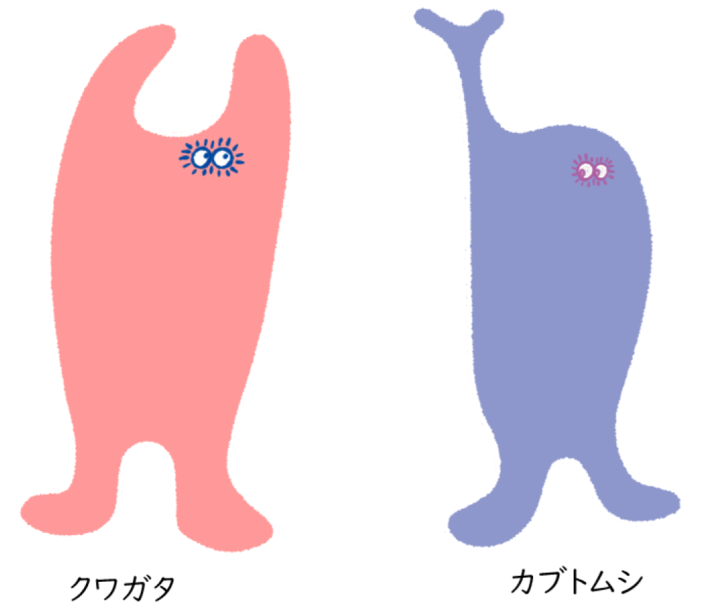 クワガタとカブトムシは頭の形が違う